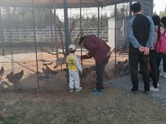 -前小桔亲子创意农场·草莓采摘·露营烧烤