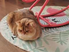 -东方名猫馆·英短金渐层布偶猫舍(环线广场1号楼店)