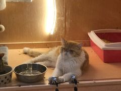 -Pets First伊珊娜洗护·精致美容·家庭式寄养(新会路店)