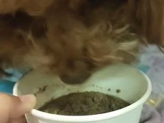 -宠爱国际动物医院·消化内科·心肾内科·ISFM猫友好(望京店)