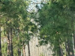 -合肥滨湖国家森林公园