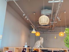 -Cappucimeow猫咪咖啡馆(韦伯时代店)