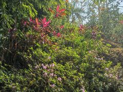 -深圳国际园林花卉博览园