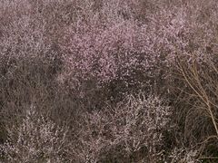 -明秦王墓遗址