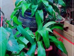 -御泉足浴SPA养生会所