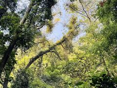 -南宁良凤江国家森林公园