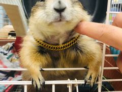 -钓仓鼠(洋桥北里小区店)