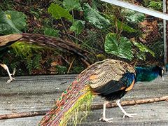 -福建鲤鱼洲酒店