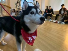 -Husky Go! 哈士奇体验馆·宠物咖啡厅狗咖
