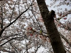 -高东镇樱花园