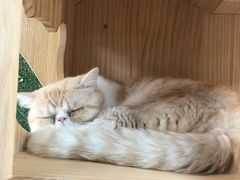 -猫和宫(六道口店)