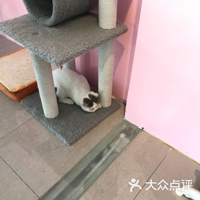 麒麟猫咪主题餐厅咖啡馆