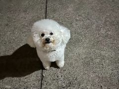 -艾贝尔宠物诊疗