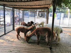 -长白岛森林公园