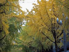 -四川大学(华西校区)