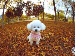 -超宠爱宠物摄影-Super pet