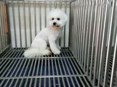 -A猫a狗全科·犬猫异宠·芥西宠物医院(南开总院)