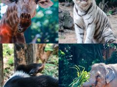 -广州长隆野生动物世界