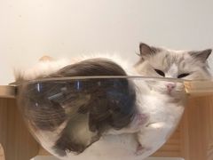 -momokira米努特·德文卷毛猫·棉花面纱犬