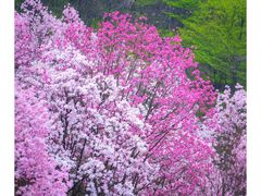 -九皇山景区