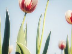 -厦门园林博览苑
