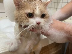 -猫大福·Fortune Cat猫舍(百子湾店)