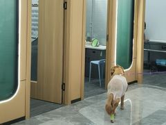 -pd派德宠物中心医院24H急重症·眼科中心·血液透析中心(嵩山北路店)