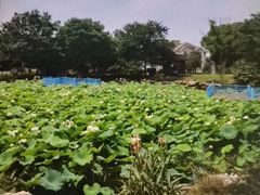 -鹅湖玫瑰文化园