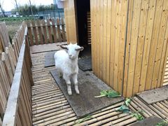 -上海崇明金茂凯悦酒店