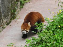 -都江堰中华大熊猫苑