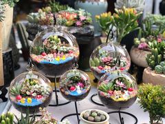 -秦美花卉(天朗·莱茵小城2期店)