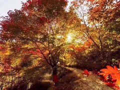 -龙道沟景区
