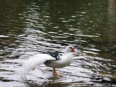 -寨沙侗寨(侗族歌堂)