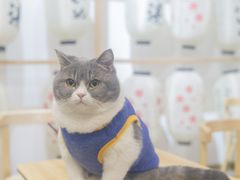 -柴迷FANS CLUB·柴犬狗咖·猫咖