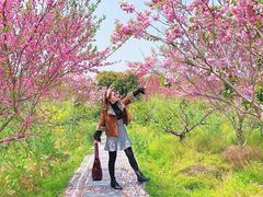 -南汇桃花村