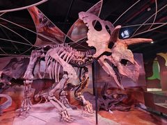 -正佳自然科学博物馆