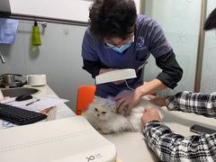 -伟伟宠物医院·瑞派猫友好医院·猫科(光谷店)