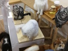 -李小姐の猫咖啡馆(五角场店)