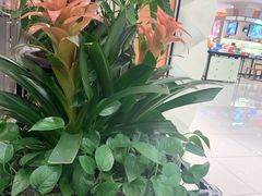 -远大购物中心(南岗店)