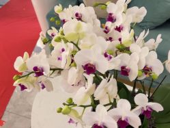 -雅曼妮spa美容养生