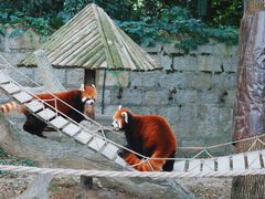 -上海野生动物园