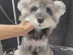 -翊宠yipet猫狗购宠庄园犬舍•猫舍