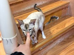 -MOCHA明星猫咖(田子坊店)
