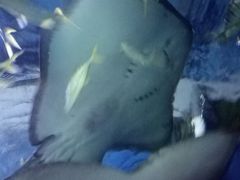 -苏州海洋馆