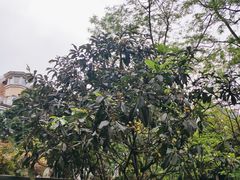 -神仙树公园