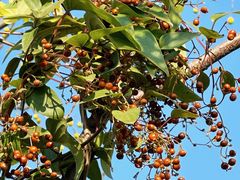 -盘龙城国家考古遗址公园