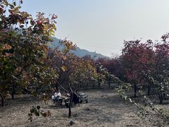 -北京十三陵国家森林公园蟒山景区
