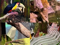 -正佳雨林生态植物园