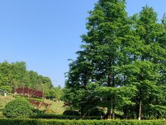 -铁山坪森林公园