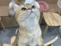 -有喵·猫咖·狗咖·30几只猫10只小狗(岗厦店)